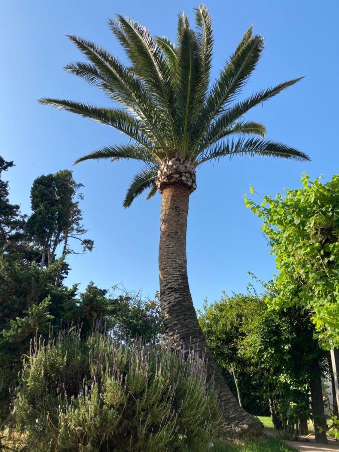 מלון טריפה Banti Garden מראה חיצוני תמונה