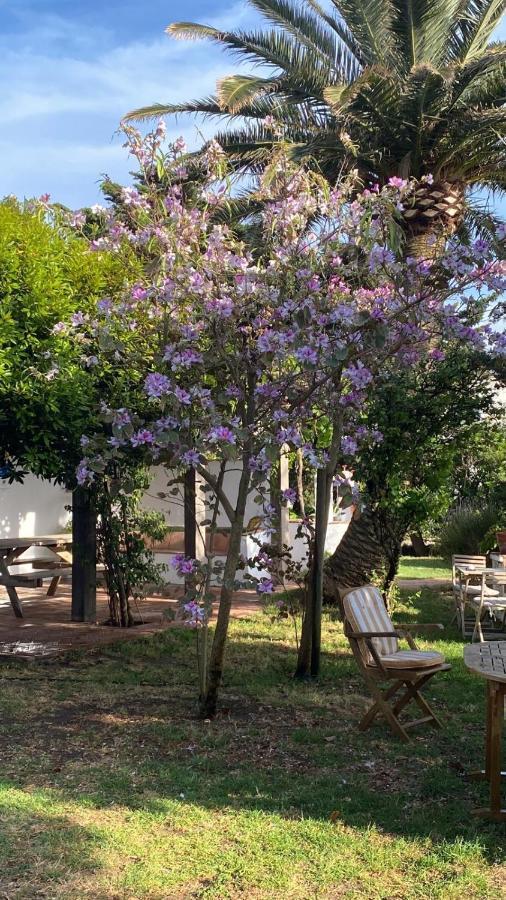 מלון טריפה Banti Garden מראה חיצוני תמונה